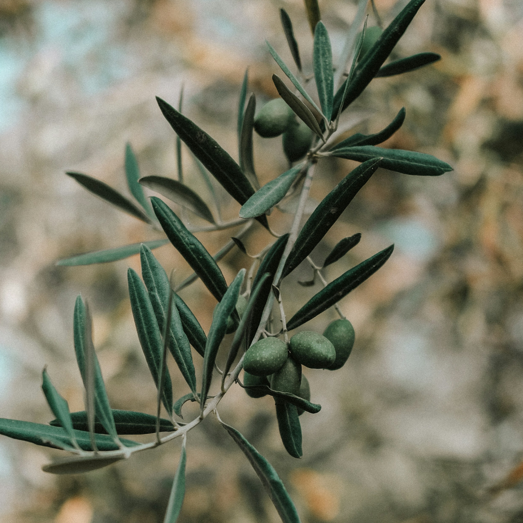 Olive oil in baby formula: <br>Why we switched for more wholesome nutrition