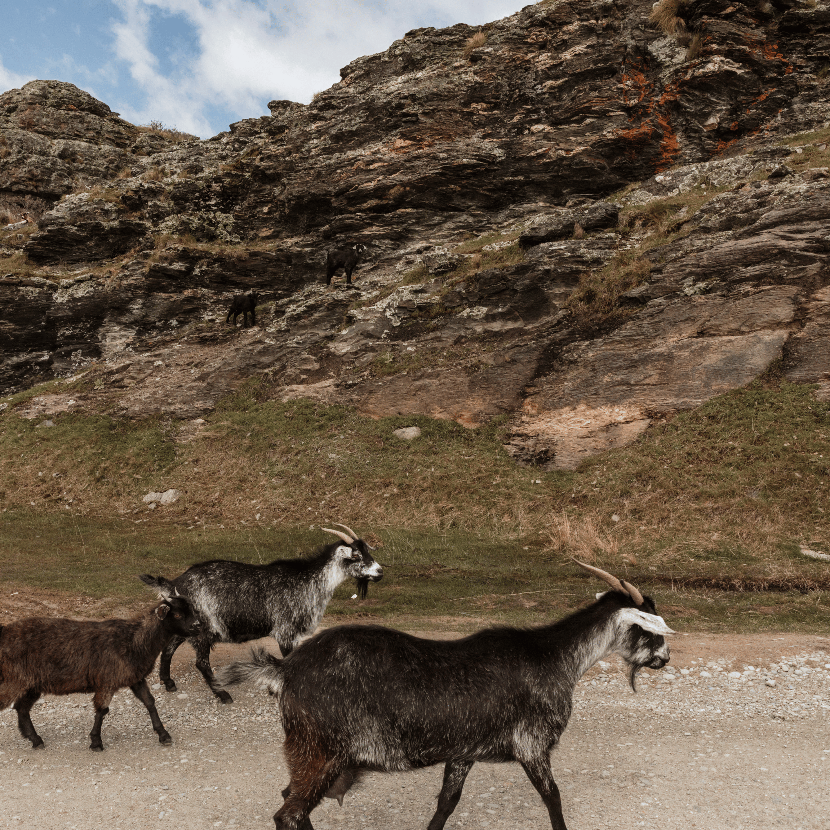 Goat vs cow: The benefits of goat milk for babies and children