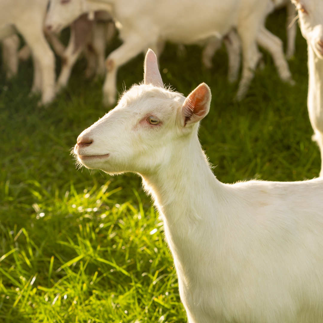 Meet our happy herd: <br> Fresh, full cream goat milk from New Zealand